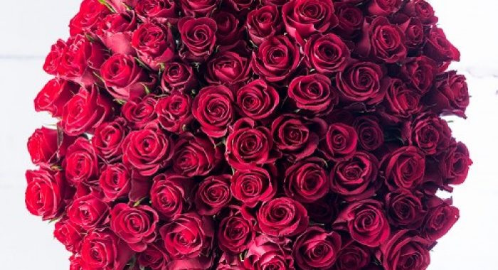 100_red_roses_1